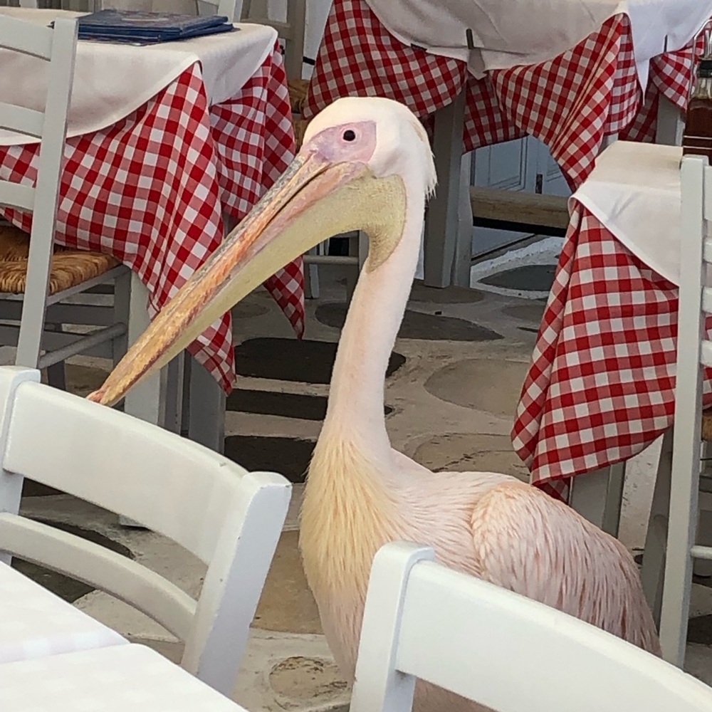 Meet your Posher, Tina